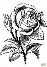 Coloring Rose Pages Printable Drawing Paper sketch template