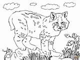 Bobcat Coloring Pages Cute Drawing Printable Face Color Bobcats Realistic Silhouettes Getcolorings Supercoloring Getdrawings Paintingvalley Clipart Categories Print sketch template