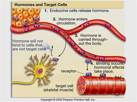 How Hormones Work Genesis Gym