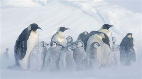 pinguine kaiserpinguine voegel natur planet wissen