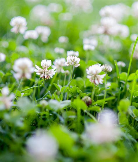 white clover overseeding  agricultural leys gss direct