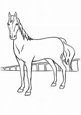 Poulain Coloriage Pferd Tegninger Heste Momjunction Horses Colorir Desenhos Cavalos sketch template