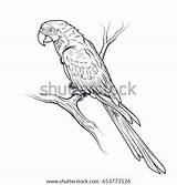 Parrot Macaw Ara Coloring Illustration Shutterstock Stock Preview sketch template