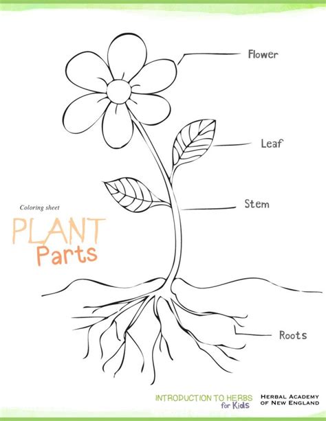plant parts coloring pages  activities herbs  kids