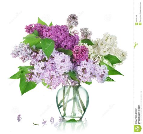 white lilac clipart 20 free cliparts download images on