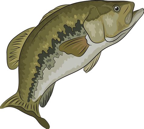 26 Best Ideas For Coloring Largemouth Bass Clip Art