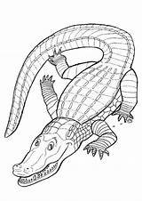 Cocodrilos Cocodrilo Crocodile Dibujo Animal Australiana Iluminar sketch template