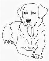 Cani Hund Stampare Cagnolini Disegnidacoloraregratis Malvorlage Colorare4u Hunde Retriever Disegnare Getcolorings Pinturas Articolo sketch template