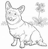 Corgi Welsh Cani Pembroke Kleurplaat Animal Template Getdrawings Labrador sketch template