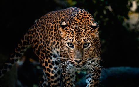 awesome leopard background