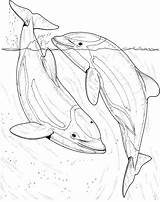Dolphin Coloring Pages Dolphins Drawing Sea Two Realistic Fish Printable Draw Bottlenose Colouring Animals River Drawings Adult Mammals Books sketch template