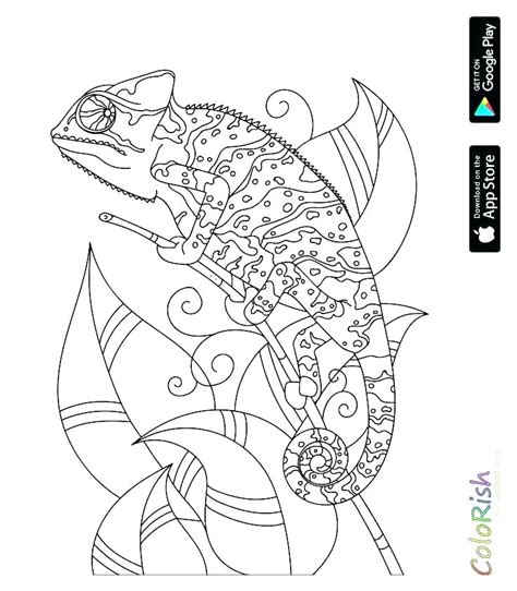 reptile coloring pages  getcoloringscom  printable colorings