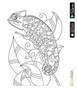 Coloring Pages Reptile Reptiles Mandalas Colour Print Getcolorings Printable Getdrawings sketch template