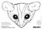 Pygmy Possum Designlooter Masks Zoos sketch template