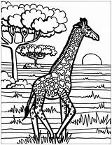 Giraffe Girafe Girafa Colorare Jirafas Giraffen Giraffes Disegni Adulti Malbuch Erwachsene Savane Selvagem Coloriages Giraffa Jirafa Justcolor Lignes 2214 Girafes sketch template