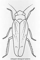 Leafhopper Coloring Drawing Designlooter Koppert Biological Systems Grape Vitis Adult 49kb 1024px sketch template