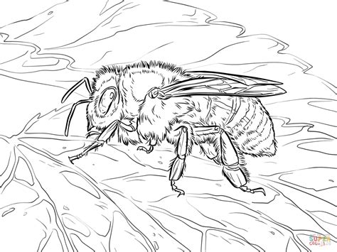 bumble bees coloring pages realistic