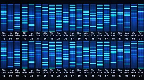 dna sequencing gel google search sequencing gel dna