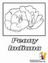 Coloring Flower State Pages Iowa sketch template