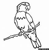 Parrot Coloring Endangered Animals Pages Lorikeet Rainbow Clipart Drawing Colouring Outline Imperial Online Cliparts Drawings 565px 53kb Getdrawings Library sketch template