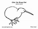 Kiwi Coloring Brown Exploringnature sketch template