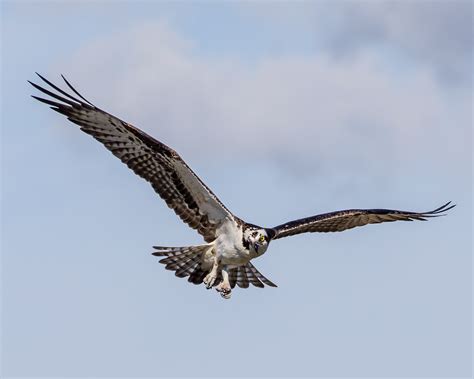 banco de imagens passaro asa voo bico pescaria voar aguia