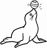 Seal Foca Draw Focas Seals Clipartmag Banquise Lion Kidsplaycolor Atividades Monk Coloringsky Preschoolcrafts sketch template