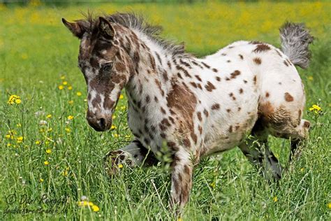 adorable appaloosa foal