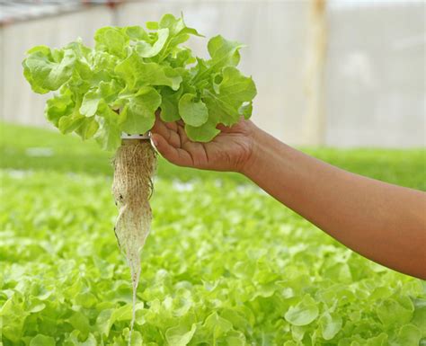 aquaponic lettuce inhabitat green design innovation