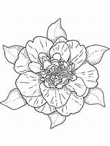Camellia Coloring Flower Pages Flowers Recommended sketch template