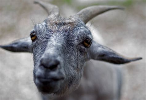 man asked goats for permission before having sex with them new york daily news
