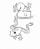 Coloring Frog Pages Frogs Plague Template Duck sketch template