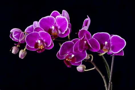 beautiful contrast purple orchid  black background