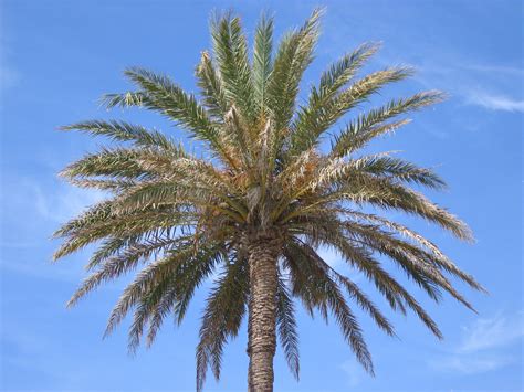 palme auf mallorca foto bild pflanzen pilze flechten baeume