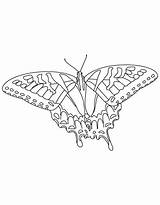 Butterfly Swallowtail State Alabama Coloring Pages Tiger sketch template