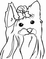 Yorkie Puppy Getdrawings Drawing Coloring sketch template