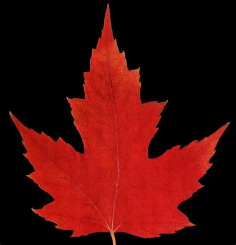 red maple leaf canada