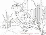 Coloring Conure Red Pages Lored Amazon Color Print 1275px 1650 39kb Big Drawings Parrots sketch template