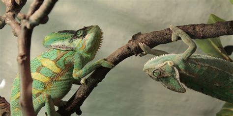 Can Two Chameleons Live Together 3 Reasons Why They Can’t
