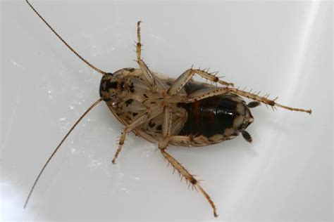 German Cockroach Nymph Types Bees Uk Pictures Black Widow Spider Bite