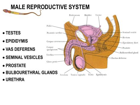 ppt male reproductive system powerpoint presentation id 5671905
