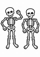 Esqueleto Dibujo Skeletons Halloween Skelet Coloringhome Esqueletos Muertos sketch template