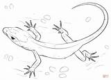 Lizard Coloring Draw Drawing Skink Gecko Realistic Lizards Printable Step Diagram Tutorials Agama Spotted Yellow Frilled Horned Silhouette Drawings Una sketch template