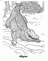 Crocodile Coloring Pages Printable Kids Alligator Bestcoloringpagesforkids Crocodiles Animal Print Drawing Sheets Coloringme Follow sketch template