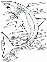 Coloring Pages Sharknado Getcolorings Shark Color sketch template