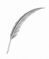 Quill Pen Feather Pluspng Tekstbureau Blitz sketch template