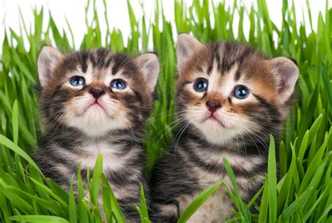 democrats demand right to life for kittens but block