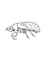Cicada Coloring Pages Nymph sketch template