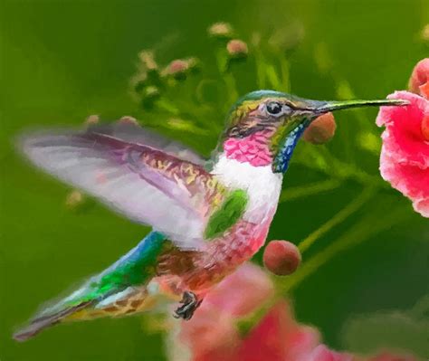 Hummingbird And Flower Painting Painting By Dr Bob Johnston