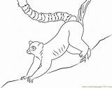 Lemur Coloring Getdrawings sketch template